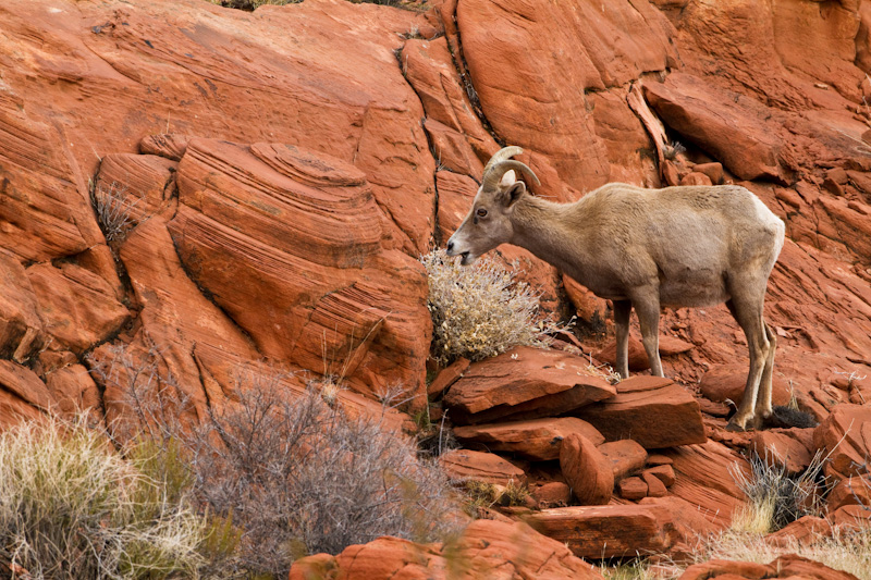 Bighorn On Slickrock